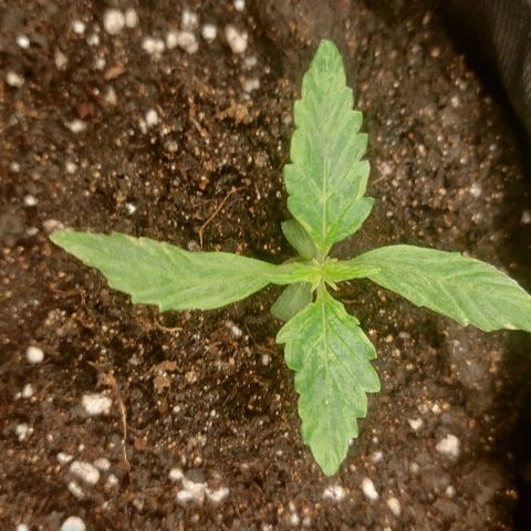 ДЖЕК growlog timeline photo