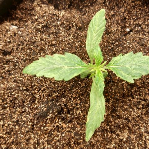 ДЖЕК growlog timeline photo
