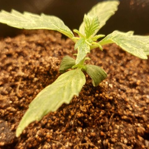 ДЖЕК growlog timeline photo