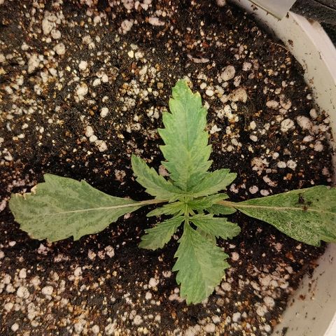 ДЖЕК growlog timeline photo
