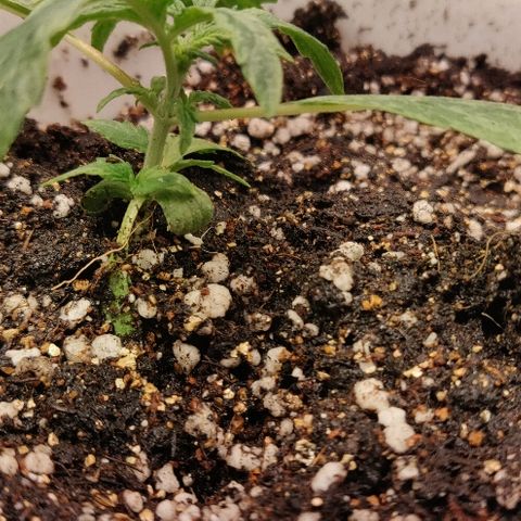 ДЖЕК growlog timeline photo