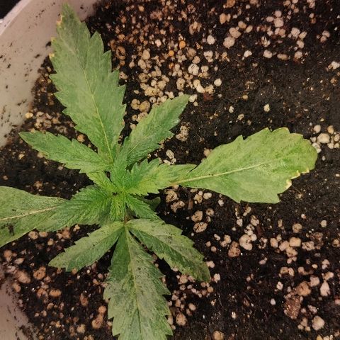ДЖЕК growlog timeline photo