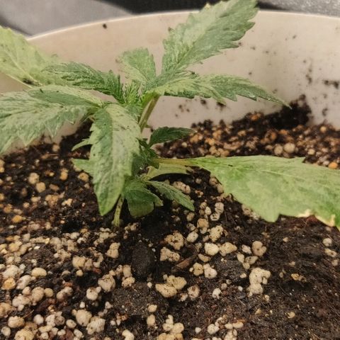 ДЖЕК growlog timeline photo
