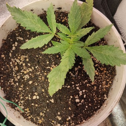 ДЖЕК growlog timeline photo