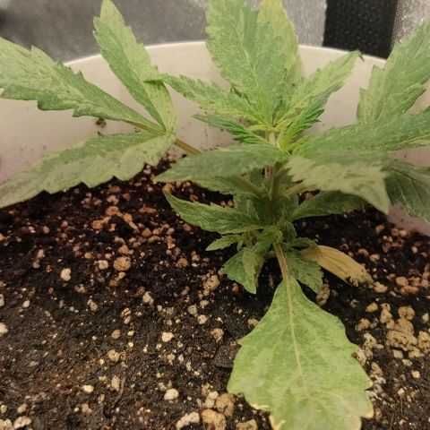 ДЖЕК growlog timeline photo