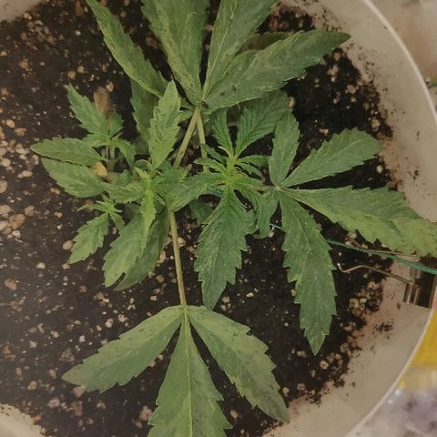 ДЖЕК growlog timeline photo