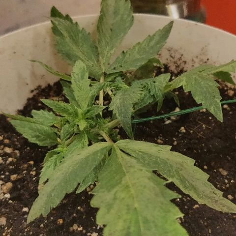 ДЖЕК growlog timeline photo
