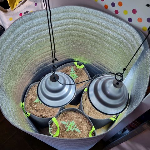 Ultra wonka 1 growlog timeline photo