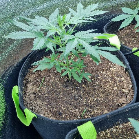 Ultra wonka 1 growlog timeline photo