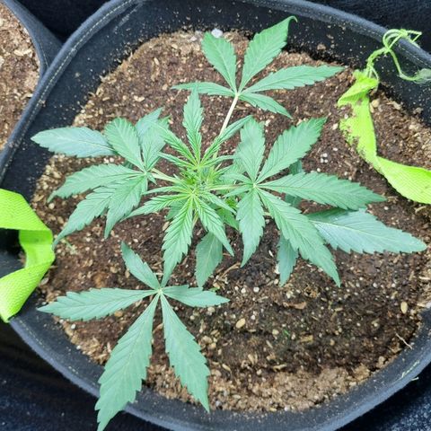 Ultra wonka 2 growlog timeline photo