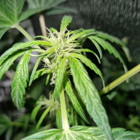 Ultra wonka 1 growlog timeline photo