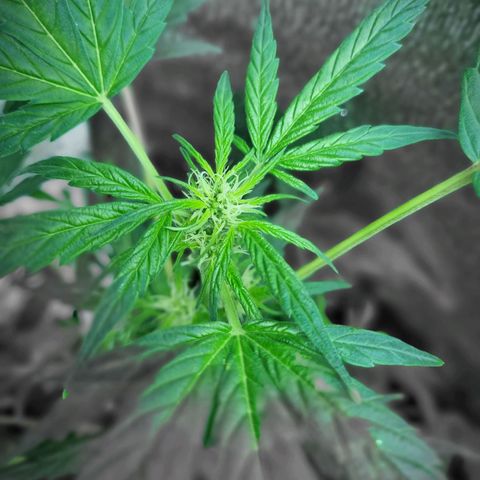 Ultra wonka 1 growlog timeline photo
