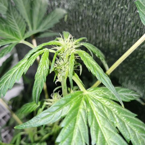 Ultra wonka 1 growlog timeline photo