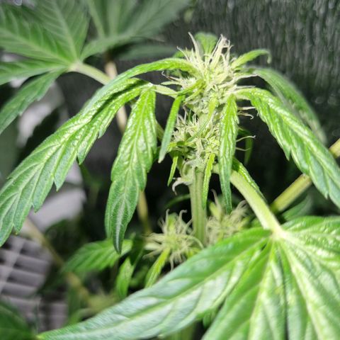Ultra wonka 1 growlog timeline photo
