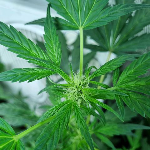 Ultra wonka 1 growlog timeline photo