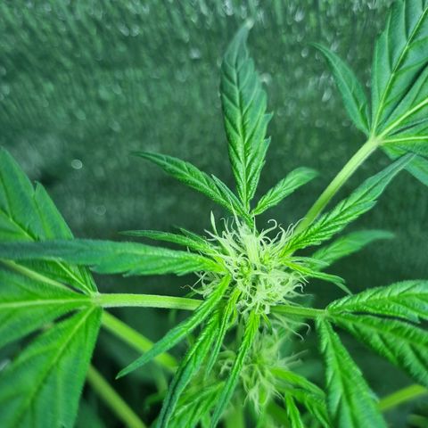 Ultra wonka 1 growlog timeline photo