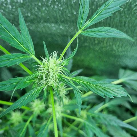 Ultra wonka 1 growlog timeline photo