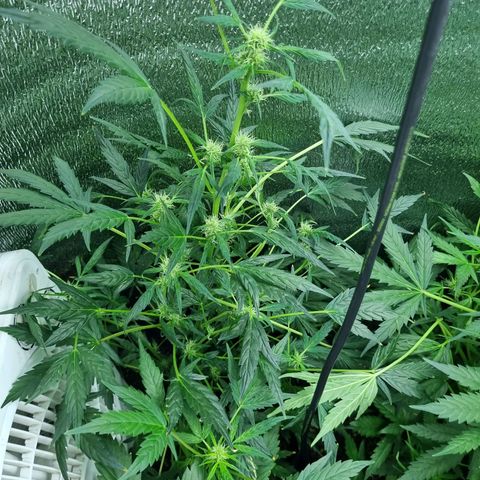 Ultra wonka 1 growlog timeline photo