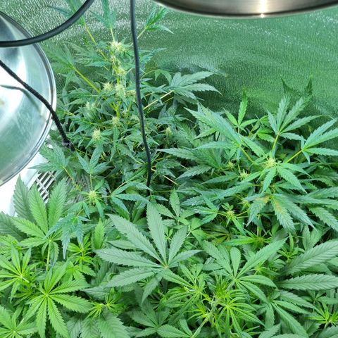 Ultra wonka 1 growlog timeline photo