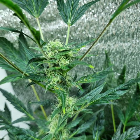 Ultra wonka 1 growlog timeline photo