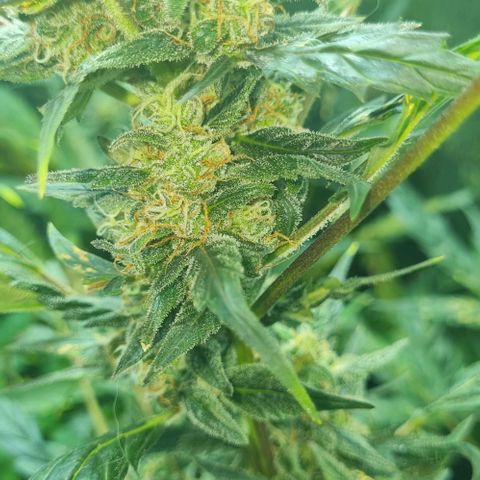 Ultra wonka 1 growlog timeline photo
