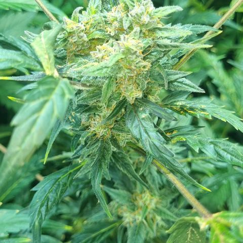 Ultra wonka 1 growlog timeline photo
