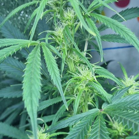 Ultra wonka 2 growlog timeline photo