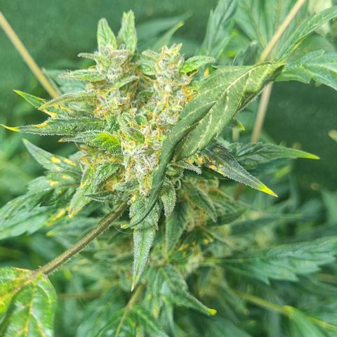 Ultra wonka 1 growlog timeline photo