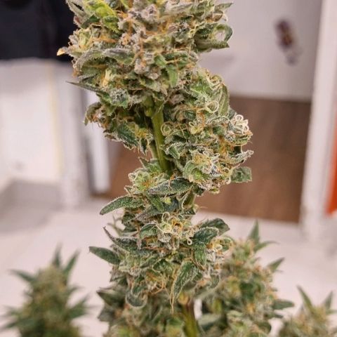 Ultra wonka 1 growlog timeline photo
