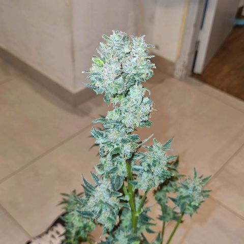 Ultra wonka 1 growlog timeline photo