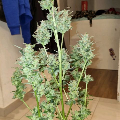 Ultra wonka 1 growlog timeline photo