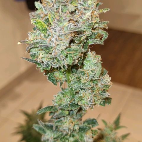 Ultra wonka 1 growlog timeline photo