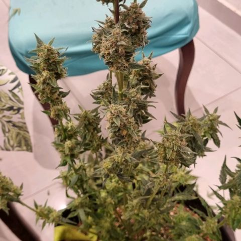 Ultra wonka 1 growlog timeline photo
