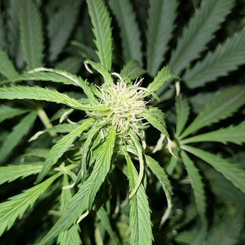 Ultra wonka 2 growlog timeline photo
