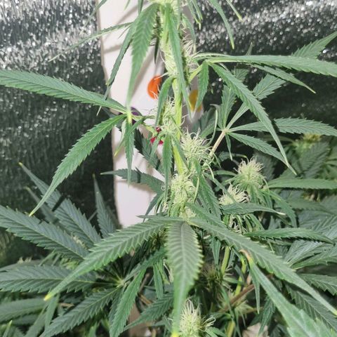 Ultra wonka 2 growlog timeline photo