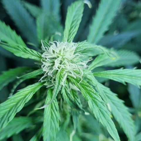Ultra wonka 2 growlog timeline photo