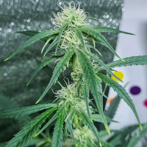 Ultra wonka 2 growlog timeline photo