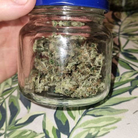 Ultra wonka 1 growlog timeline photo