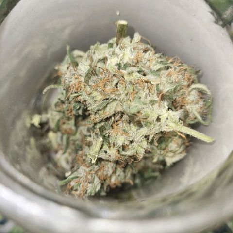 Ultra wonka 1 growlog timeline photo