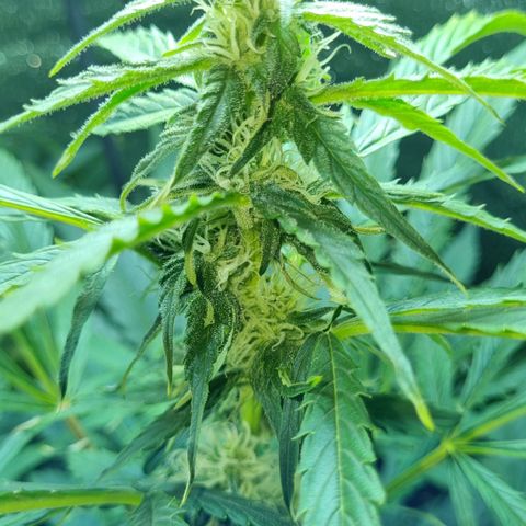 Ultra wonka 2 growlog timeline photo