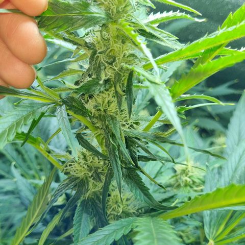 Ultra wonka 2 growlog timeline photo
