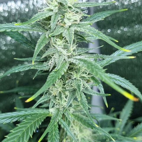 Ultra wonka 2 growlog timeline photo