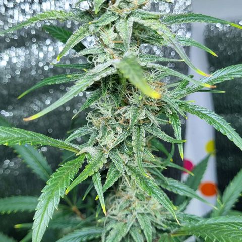 Ultra wonka 2 growlog timeline photo