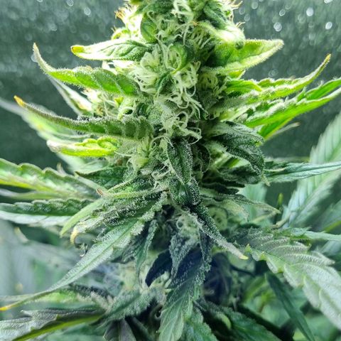 Ultra wonka 2 growlog timeline photo