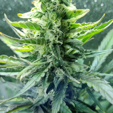 Ultra wonka 2 growlog timeline photo