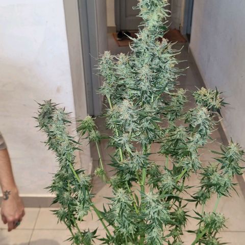 Ultra wonka 2 growlog timeline photo
