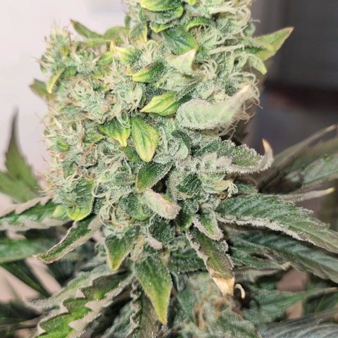 Ultra wonka 2 growlog timeline photo