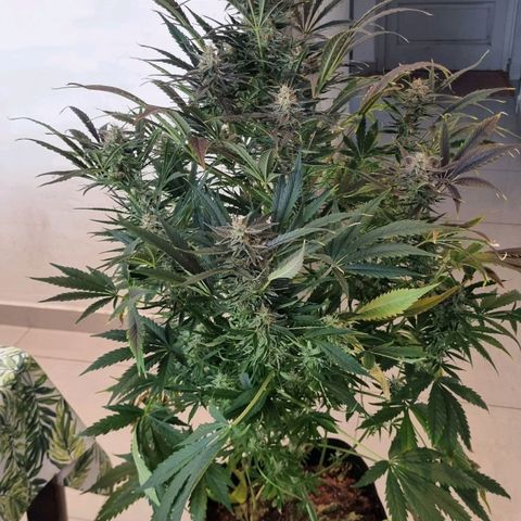 Ultra wonka 2 growlog timeline photo