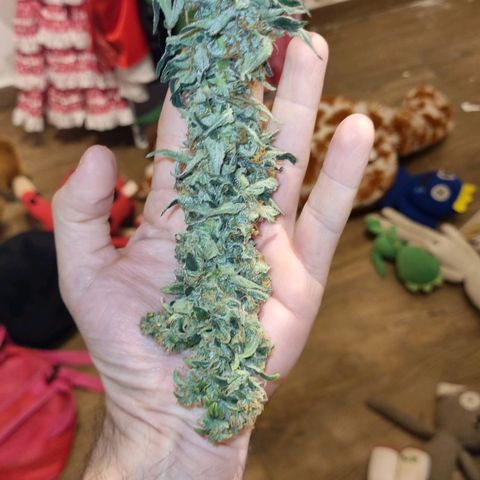 Ultra wonka 2 growlog timeline photo