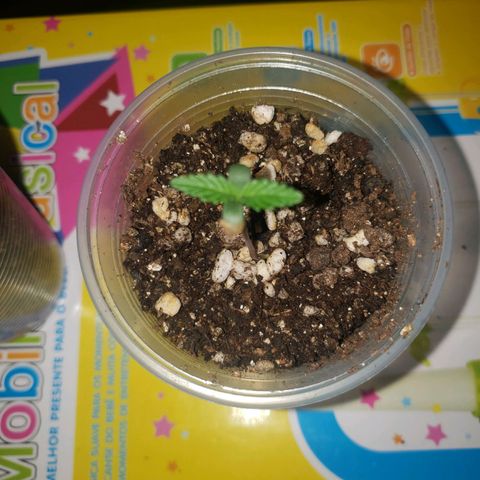 Mega Bloom Haze growlog photo: Todas estão ok de rega
Desenvolvimento ok
